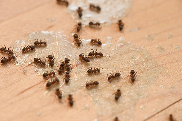 Best Affordable Pest Control Services  in Lake Grove, NY
